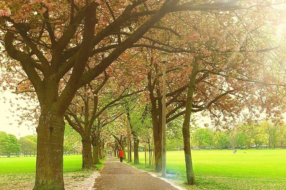 Un sendero bordeado de árboles en un parque, con flores de cerezo.
