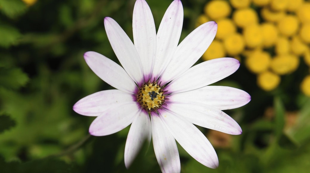 Sundial is a small park which has different species of flowers