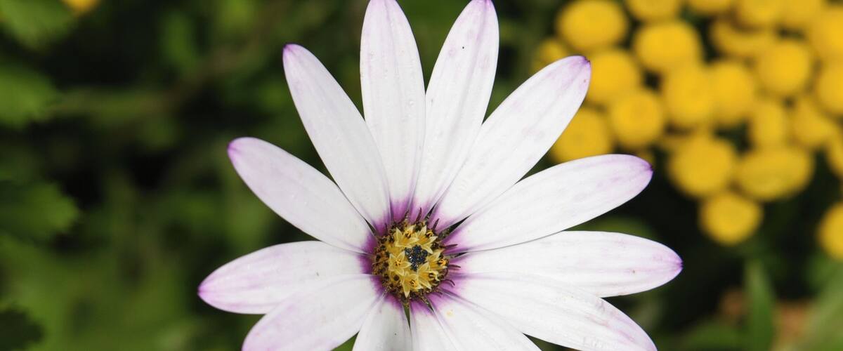 Sundial is a small park which has different species of flowers
