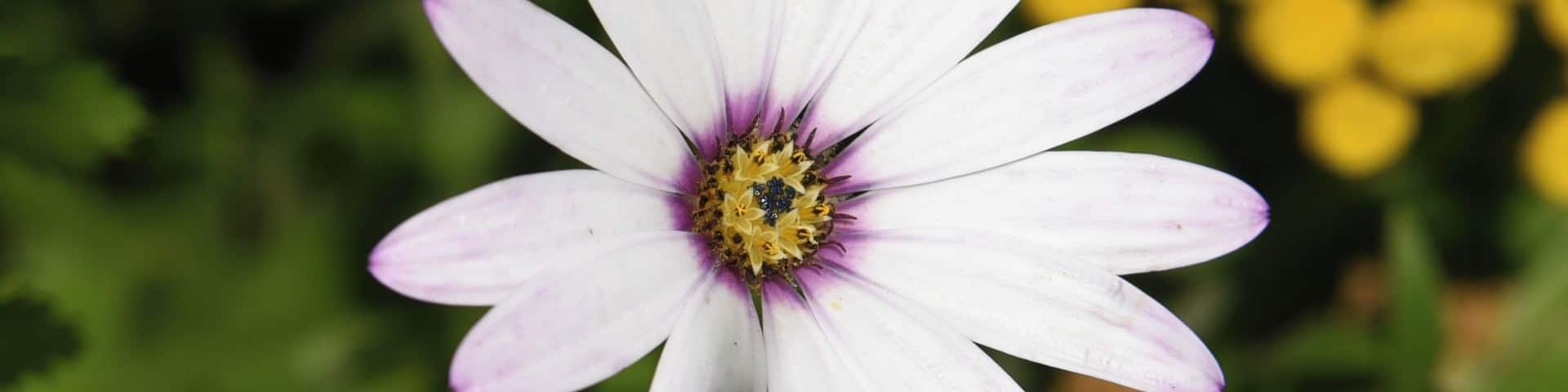 Sundial is a small park which has different species of flowers