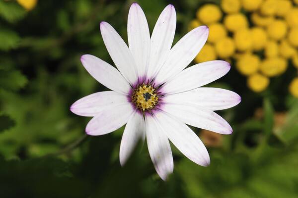 Sundial is a small park which has different species of flowers