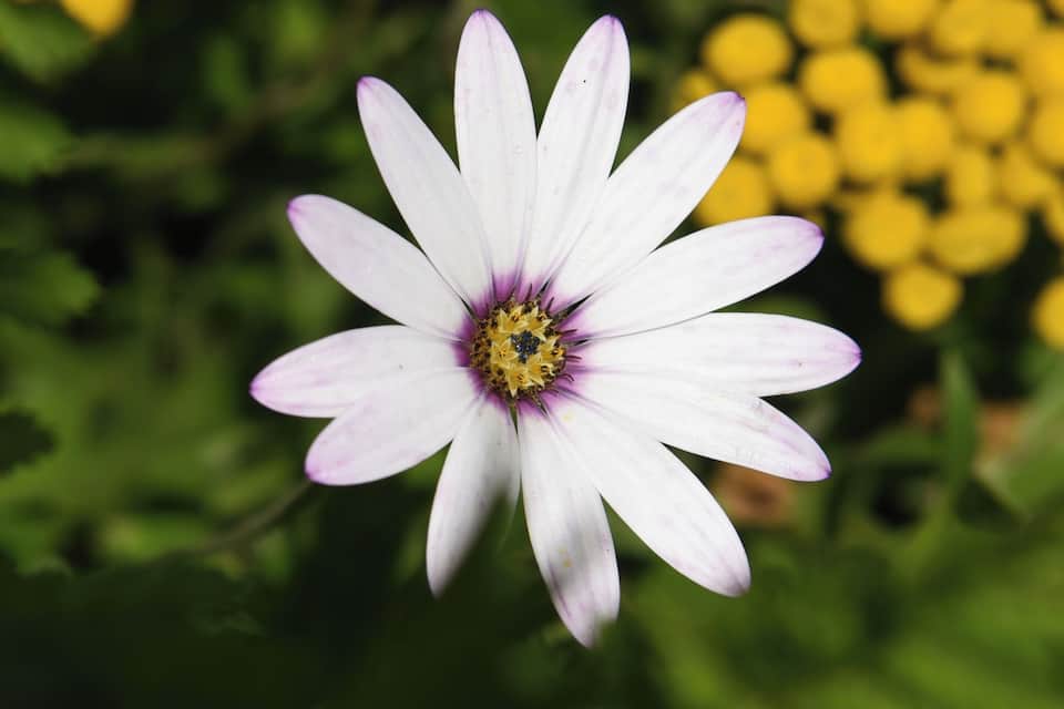 A white daisy with purple tips and a yellow center, surrounded by green foliage and yellow flowers.