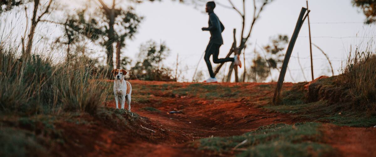A dog on a red ground, in the background a Kenyan runner who is training. Sports in Africa, marathon training, illustration photo