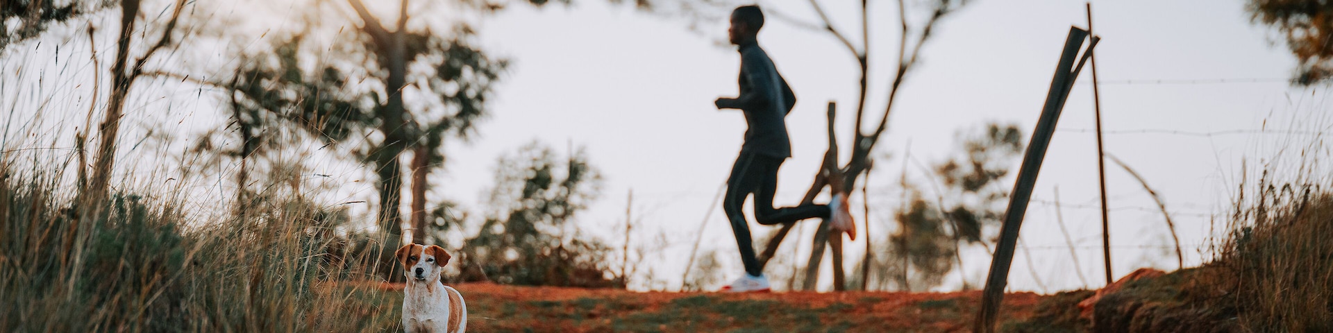 A dog on a red ground, in the background a Kenyan runner who is training. Sports in Africa, marathon training, illustration photo