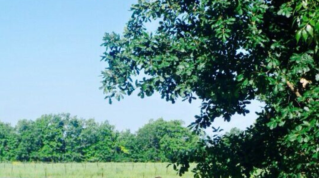 French countryside with antique items