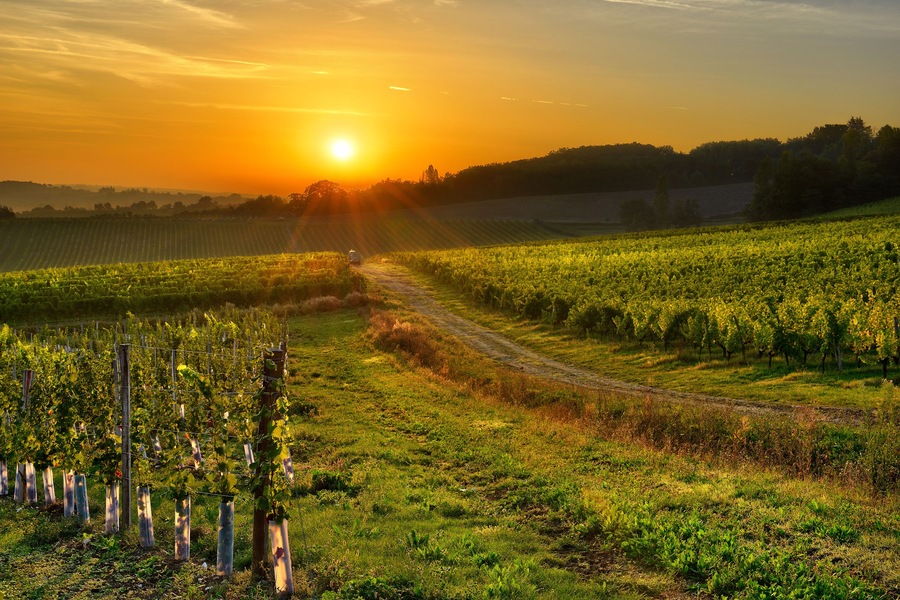 sunrise over a vineyard in the south west of France, Bergerac., Shutterstock ID 156581093, Purchase Order: -