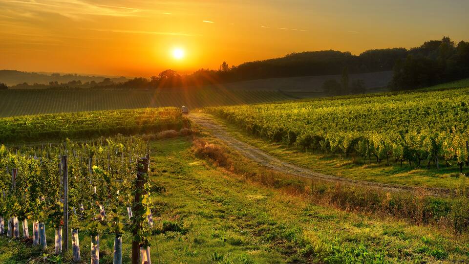 A vineyard with rows of grapevines and a dirt path leading through it, set against a sunset sky.