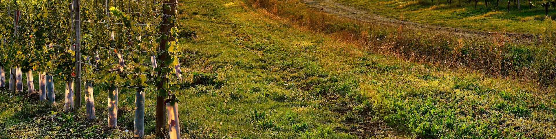 sunrise over a vineyard in the south west of France, Bergerac.; Shutterstock ID 156581093; purchase_order: SP-1332 HA Batch 2 August 2018; Order: ; client: HomeAway; other: To be paid with HA budget