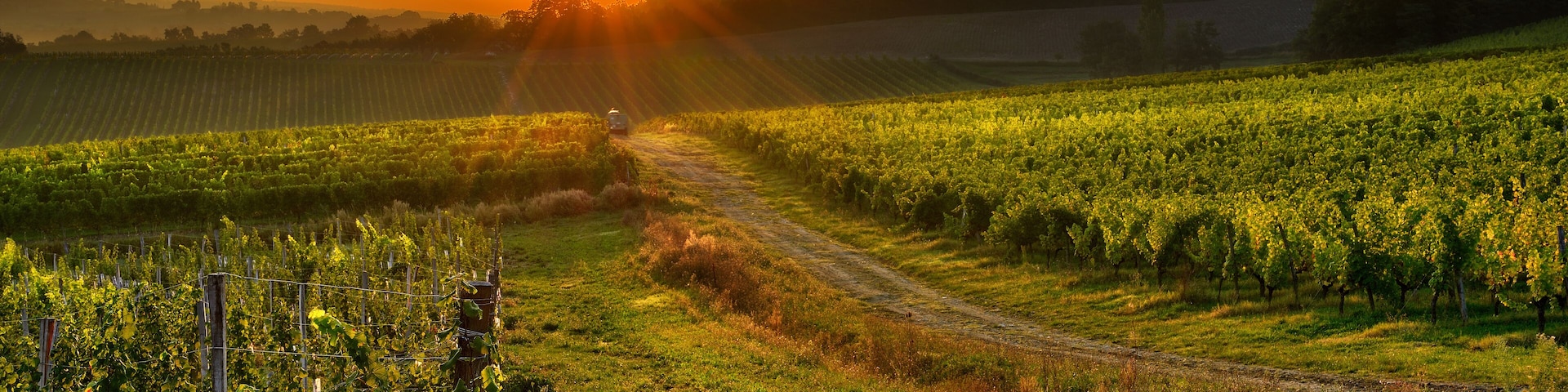 sunrise over a vineyard in the south west of France, Bergerac.; Shutterstock ID 156581093; purchase_order: SP-1332 HA Batch 2 August 2018; Order: ; client: HomeAway; other: To be paid with HA budget