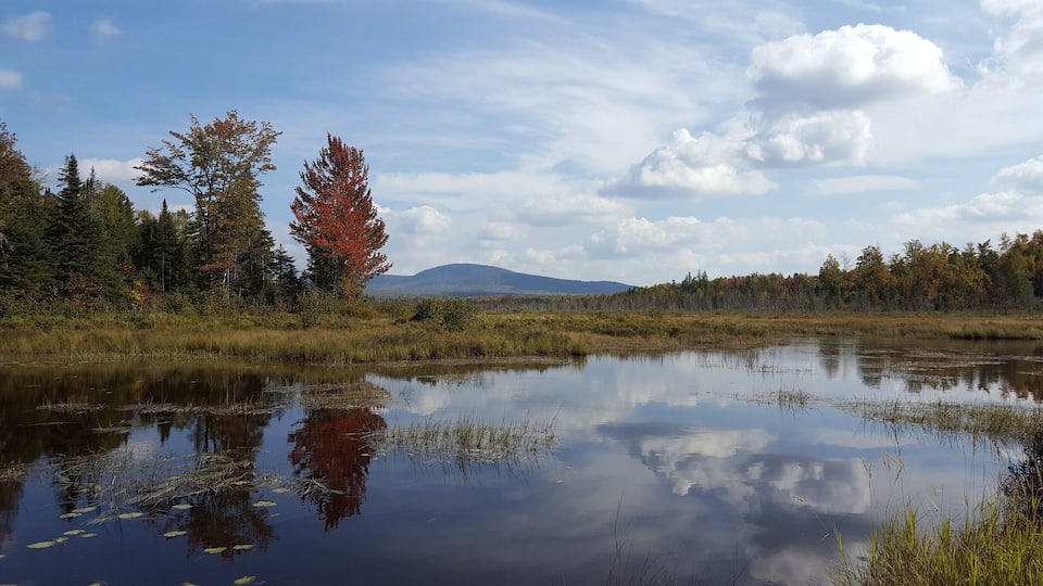 A calm lake with reflections of trees and a mountain in the background.