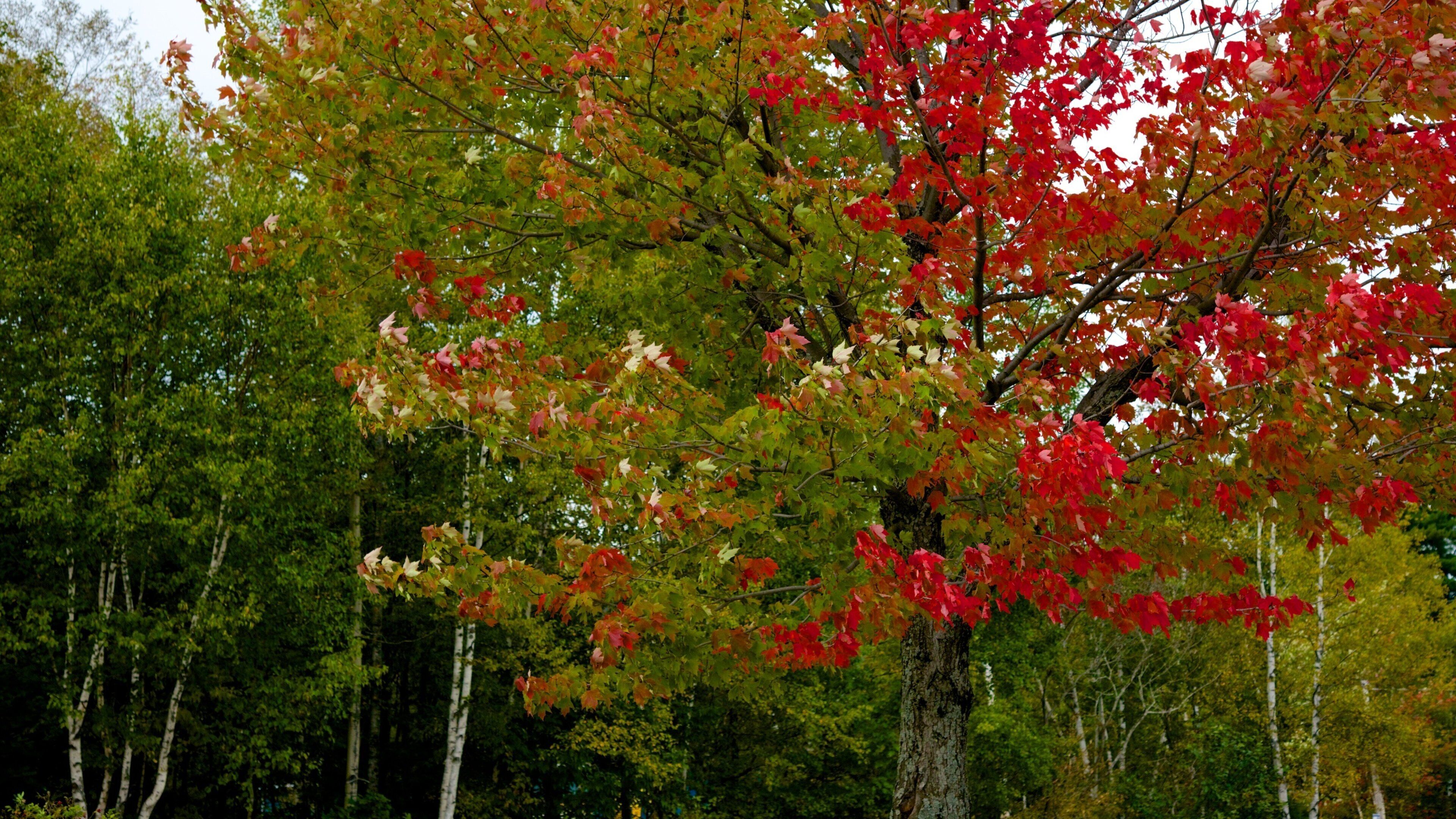 Greenville showing autumn leaves