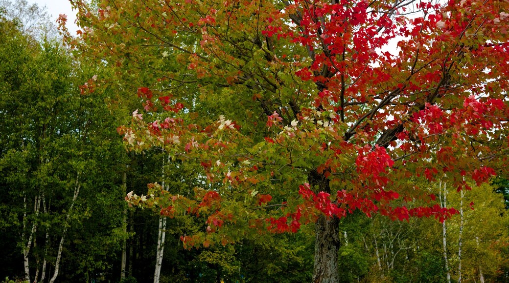 Greenville showing autumn leaves