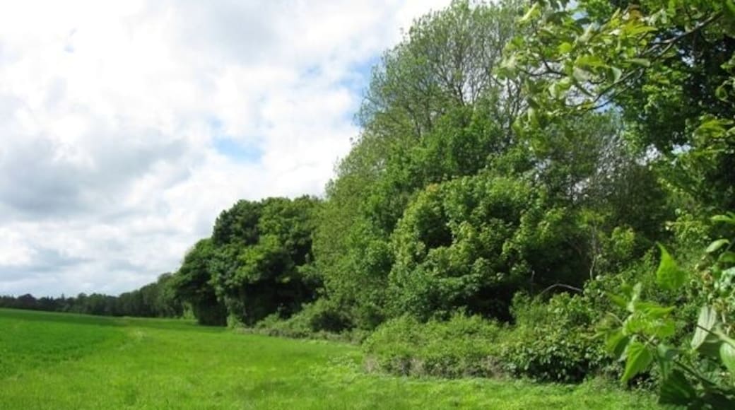 The Hedge along the Canal Towpath on the Wendover Arm This is the reverse view of the mature hedge that borders the canal on the towpath side, as viewed from Cobblers Pits