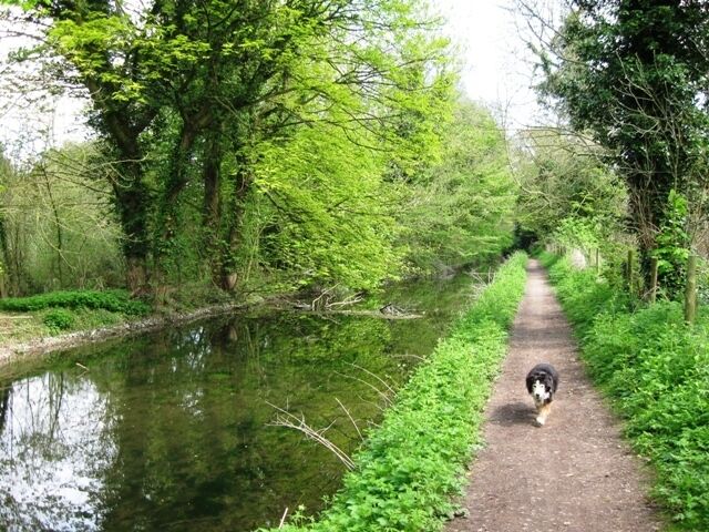 A dog walking on a path beside a calm river surrounded by lush greenery.