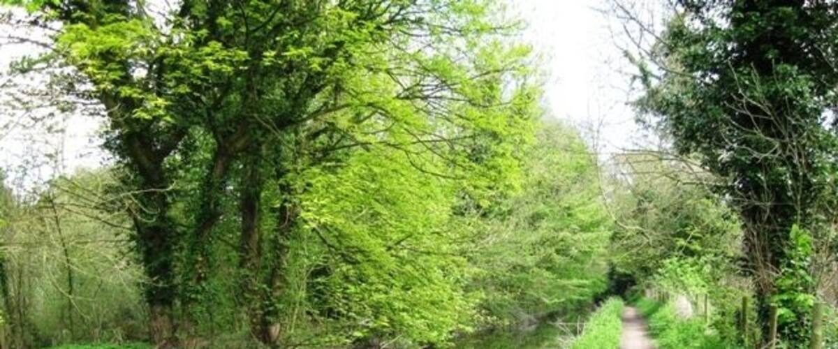 A dog walking on a path beside a calm river surrounded by lush greenery.