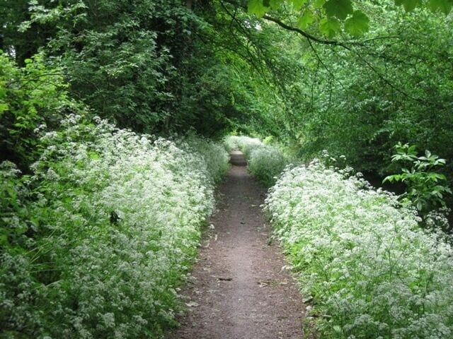 Cow Parsley takes over the Edge of the Canal Towpath in May. A month later than some of the other photographs but the canal edge has been taken over by cow parsley. This actually provides a screen which one can look over and see the young water birds - and much of the time they don't seem to notice you. See 1235539