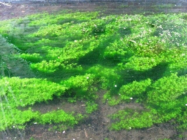 Water Starwort in the Wendover Arm of the Grand Union Canal The clear water of the disused section of the canal contains large quantities of waterweed  but normally it is difficult to photograph because of reflections. This shot has been taken under Wellonhead Bridge to reduce the reflections, allowing the weed to be seen more clearly.