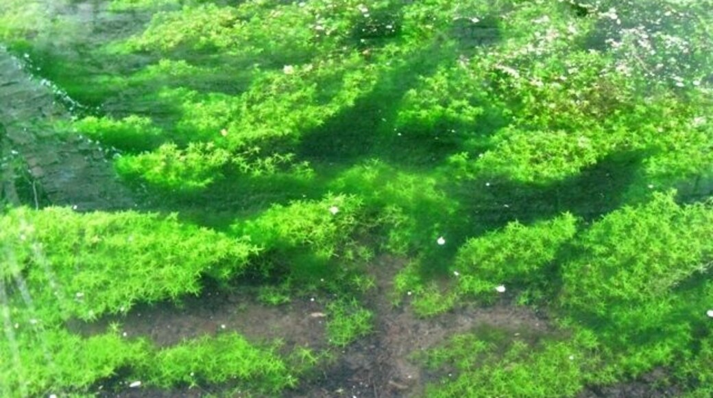 Water Starwort in the Wendover Arm of the Grand Union Canal The clear water of the disused section of the canal contains large quantities of waterweed but normally it is difficult to photograph because of reflections. This shot has been taken under Wellonhead Bridge to reduce the reflections, allowing the weed to be seen more clearly.