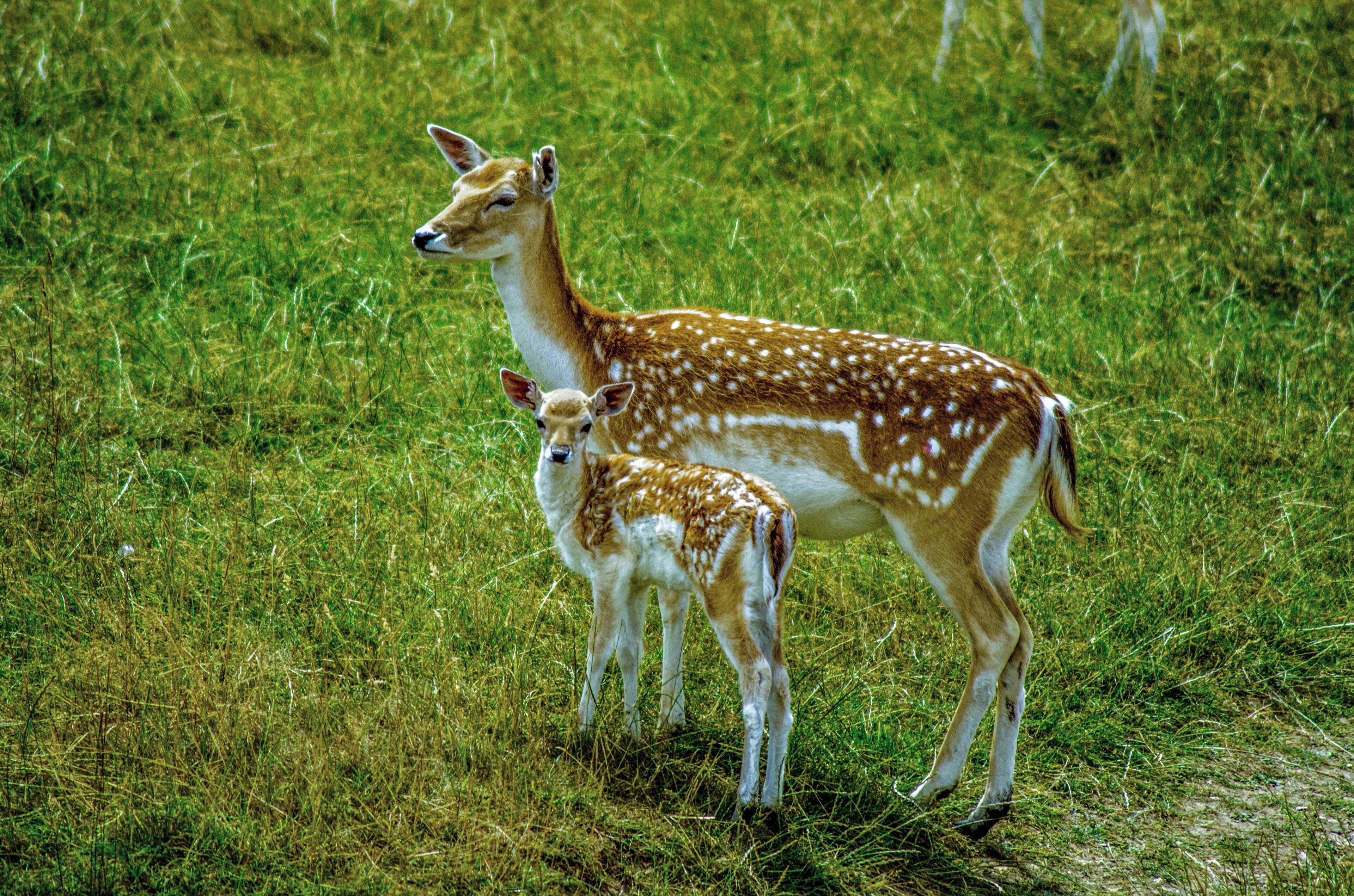 Take a ride on the steam railway at Whipsnade. The 100 year old Steam trains run a circular route past many animals including herds of deer.
