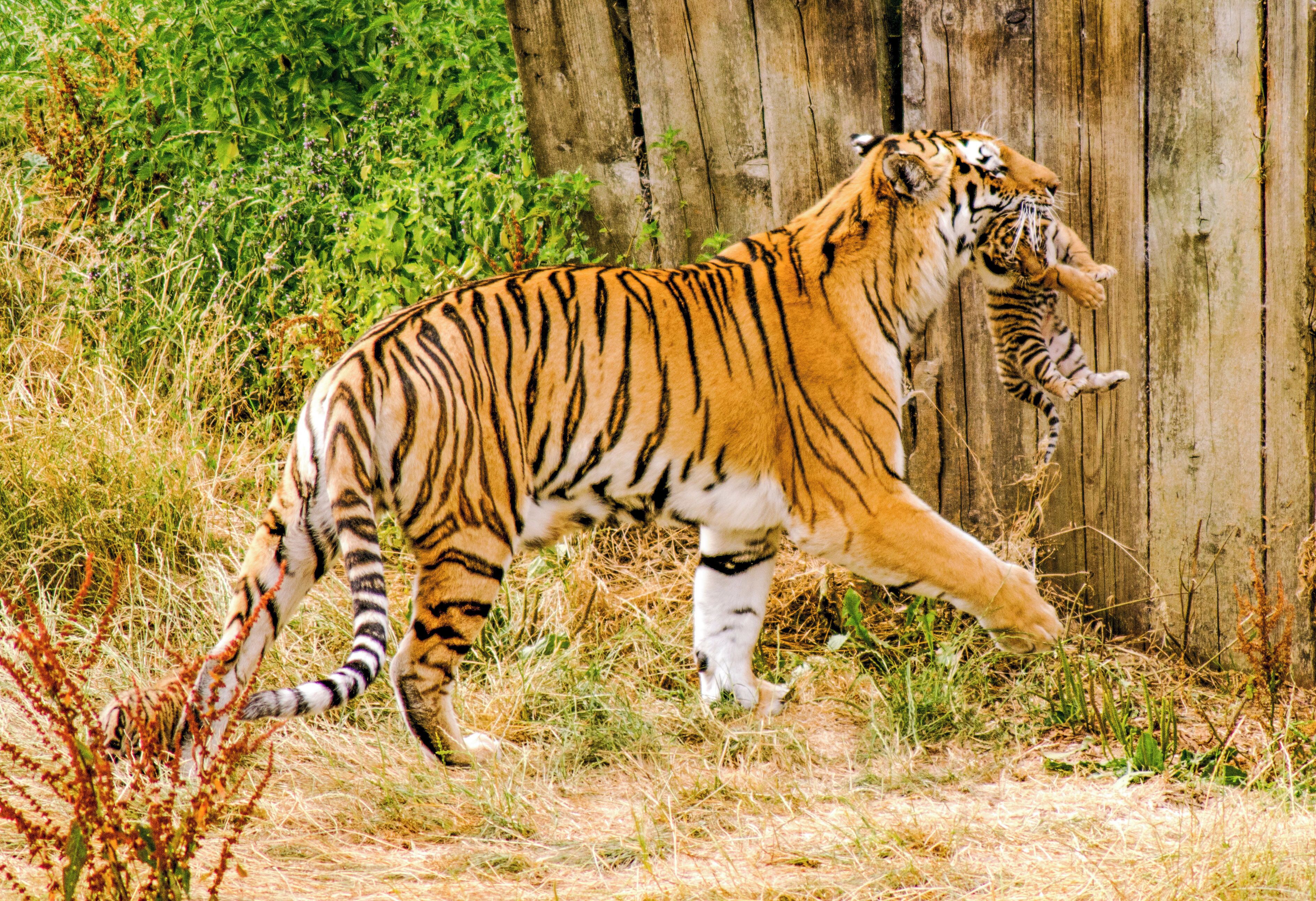 Was lucky to see this gorgeous female Amur Tiger bring out her 4 newborn cubs for one of their first outdoor adventures. She carried them with such care in her powerful jaws.