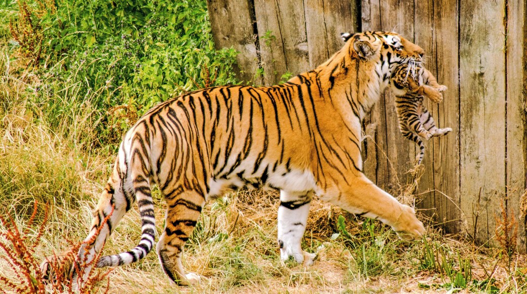 Was lucky to see this gorgeous female Amur Tiger bring out her 4 newborn cubs for one of their first outdoor adventures. She carried them with such care in her powerful jaws.