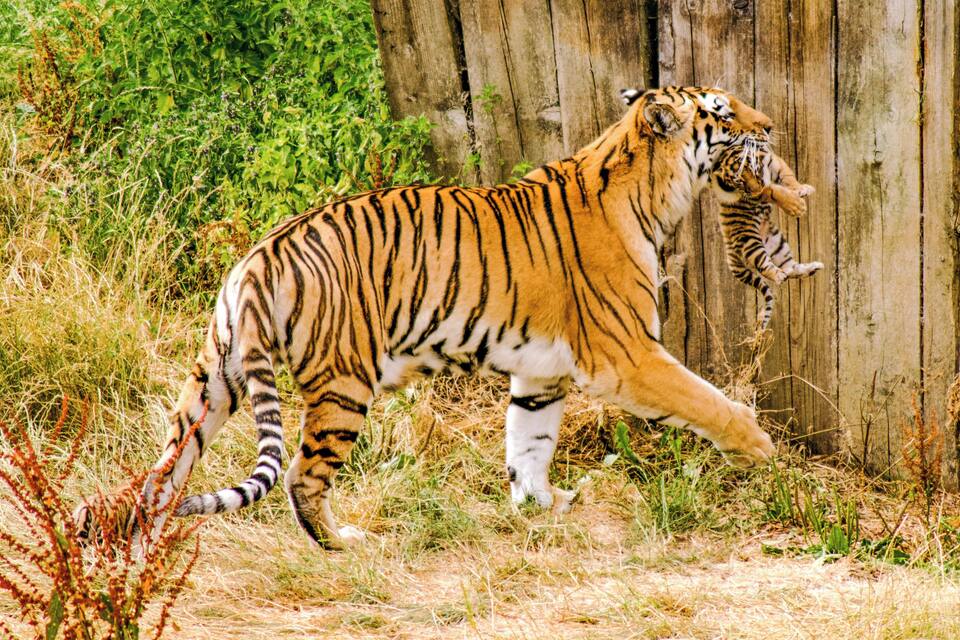 Un tigre se promène dans une zone herbeuse, avec une clôture en bois en arrière-plan.