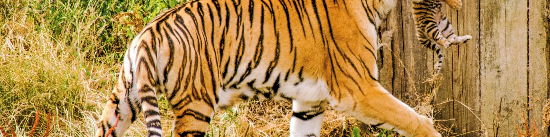 Was lucky to see this gorgeous female Amur Tiger bring out her 4 newborn cubs for one of their first outdoor adventures. She carried them with such care in her powerful jaws.