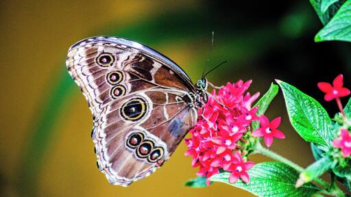 Great spot for butterfly close-ups in the butterfly house.