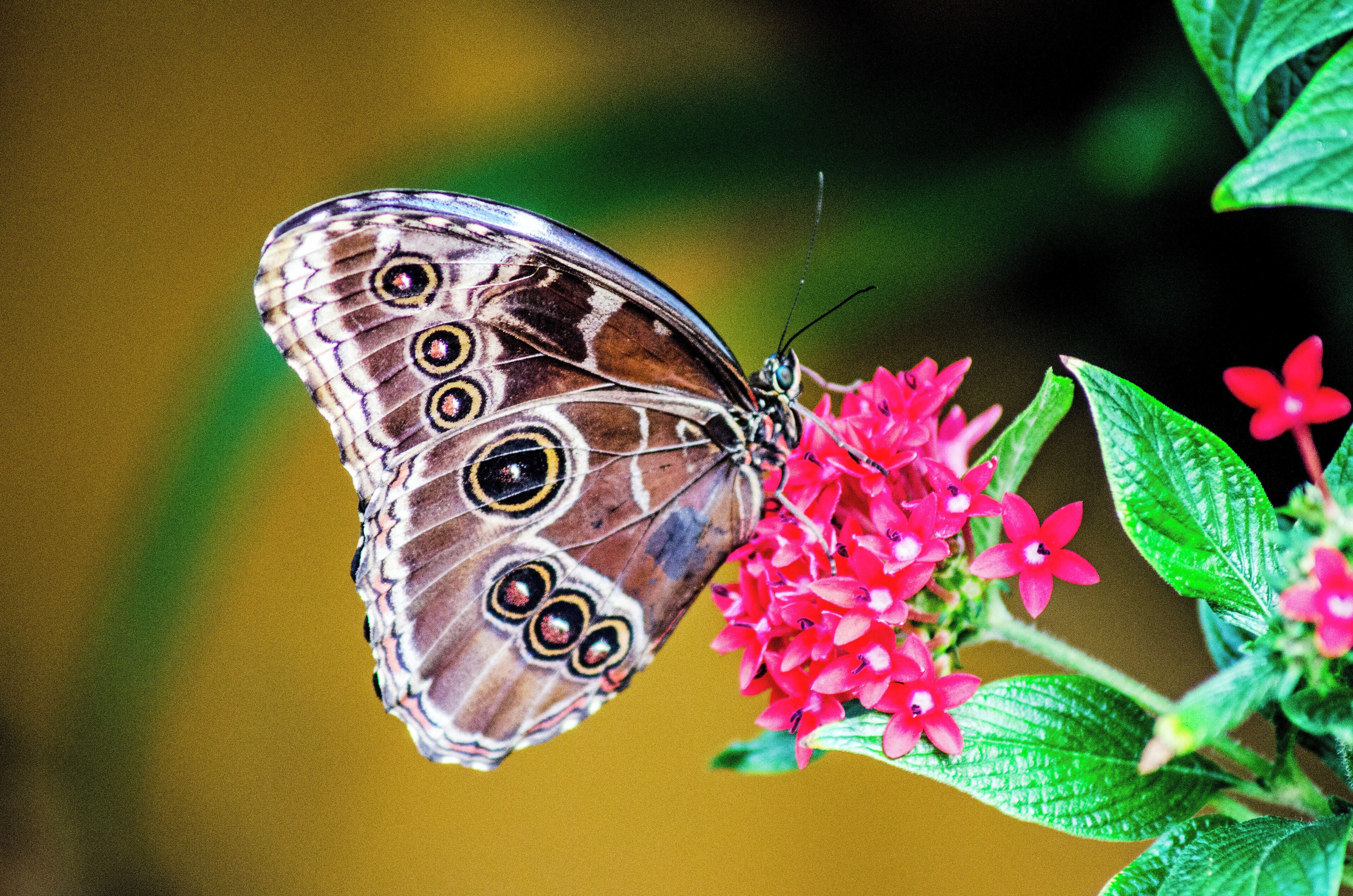 A butterfly on pink flowers.