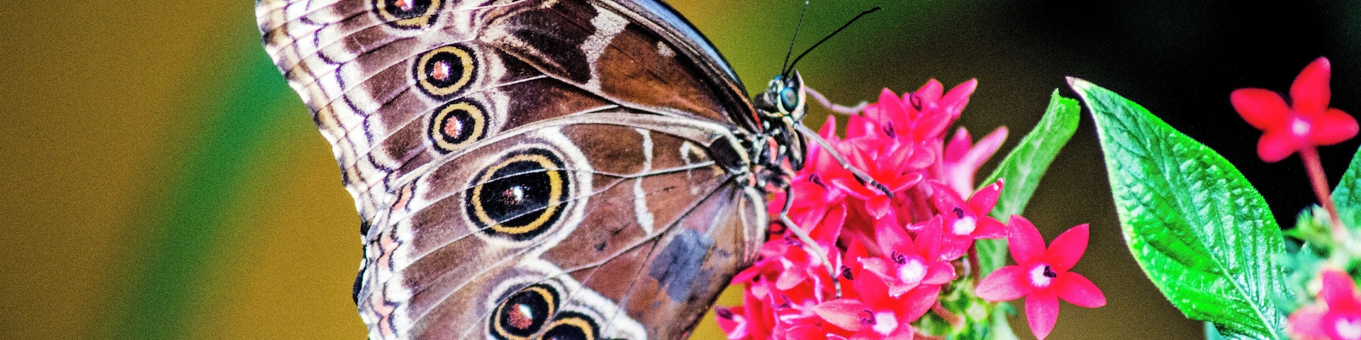 A butterfly on pink flowers.