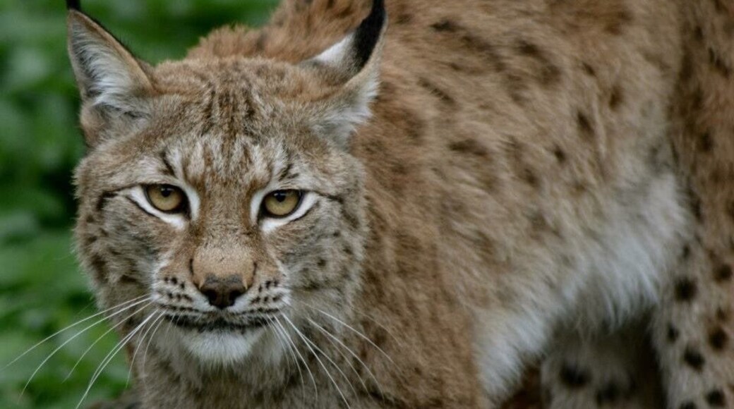 Taken at Whipsnade Zoo, UK.
#london #whipsnadezoo #zoo #bigcat #cat #lynx