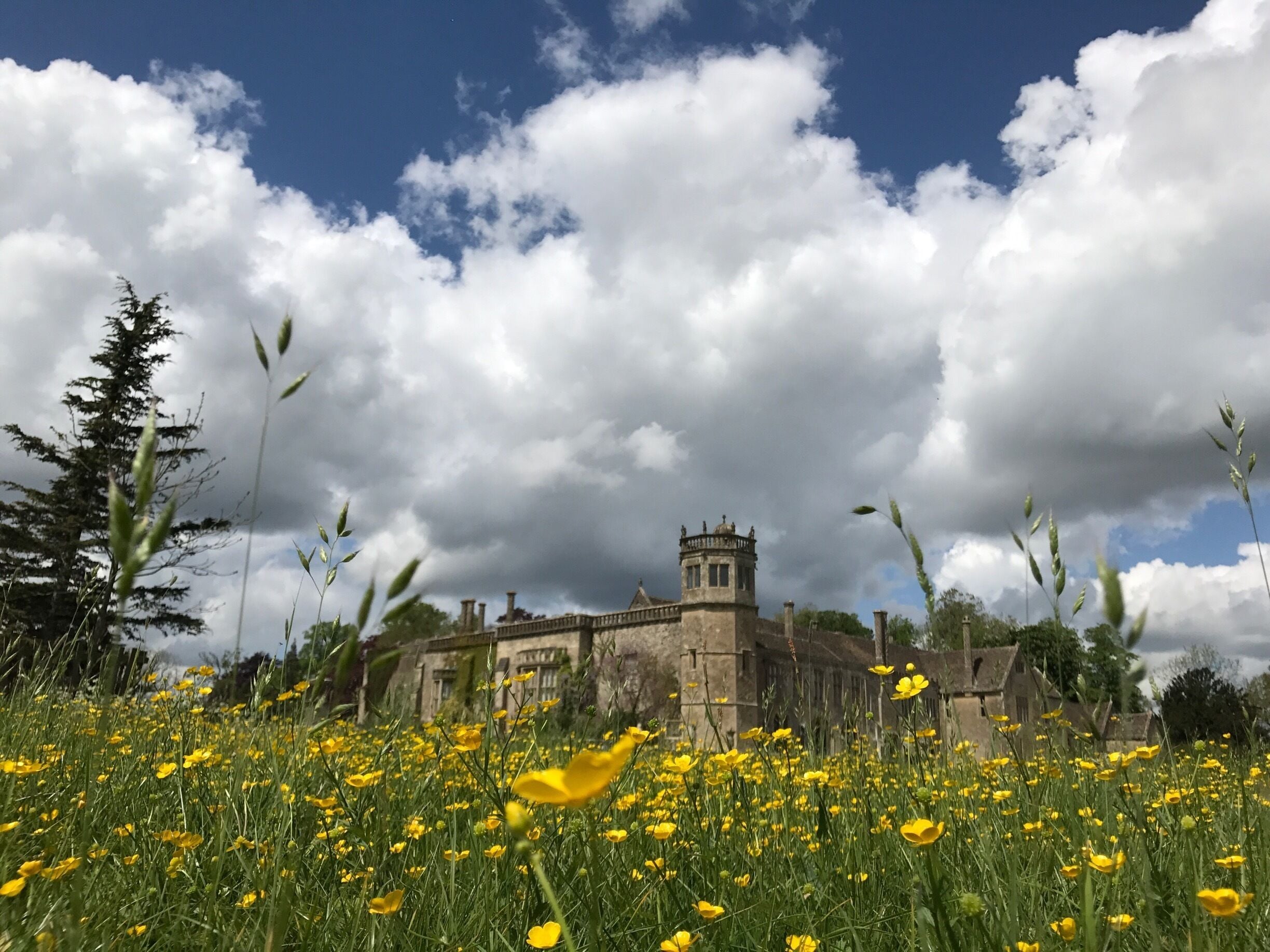 Buttercup meadow with the Abbey on a bright May morning.