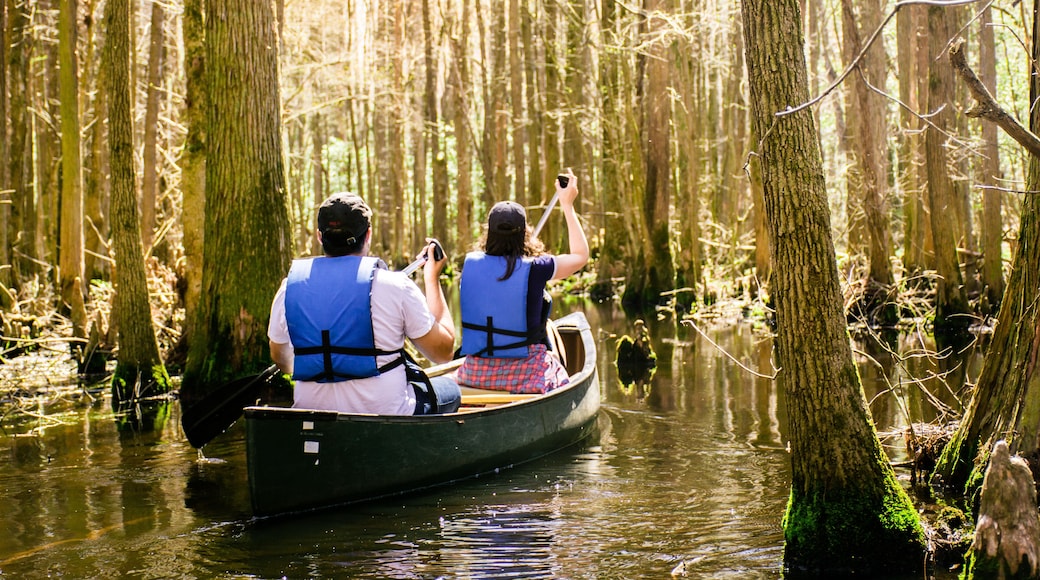 Canoeing through the swamp