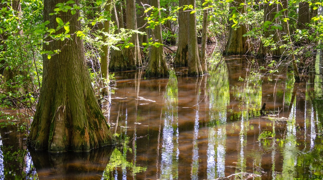 Sunny Summer Day at Trap Pond State Park