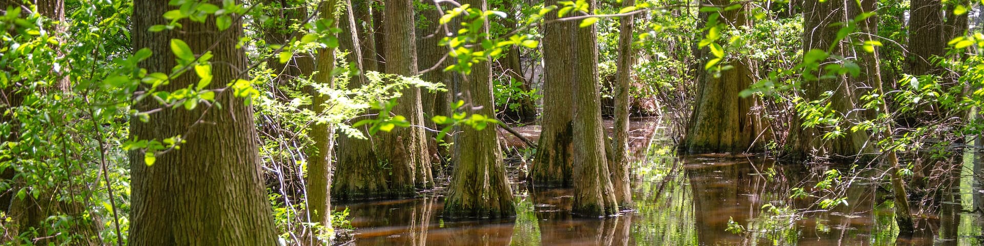 Sunny Summer Day at Trap Pond State Park