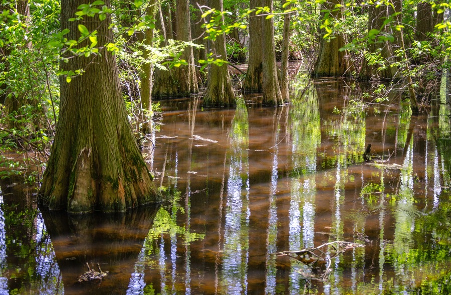 Sunny Summer Day at Trap Pond State Park