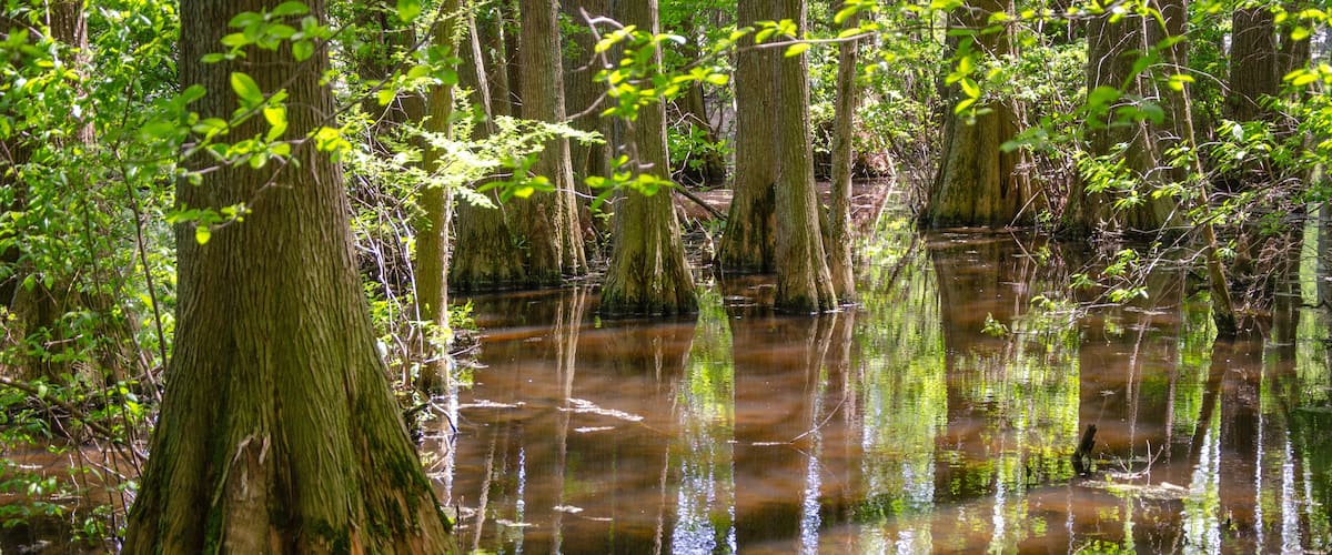 A swamp with tall trees and water reflecting the greenery.