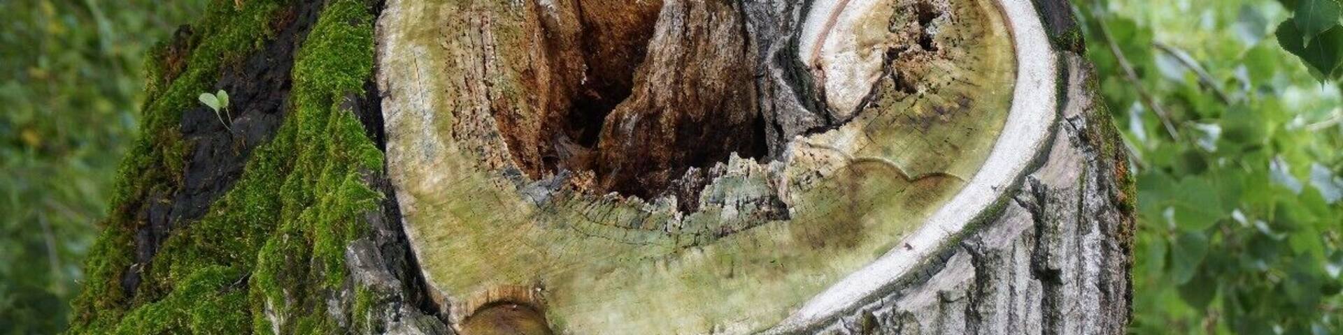 Moss only grows on one side of the trees. Heart-shaped cut branch. Seen on the lakeside walk heading away from Sirmione.