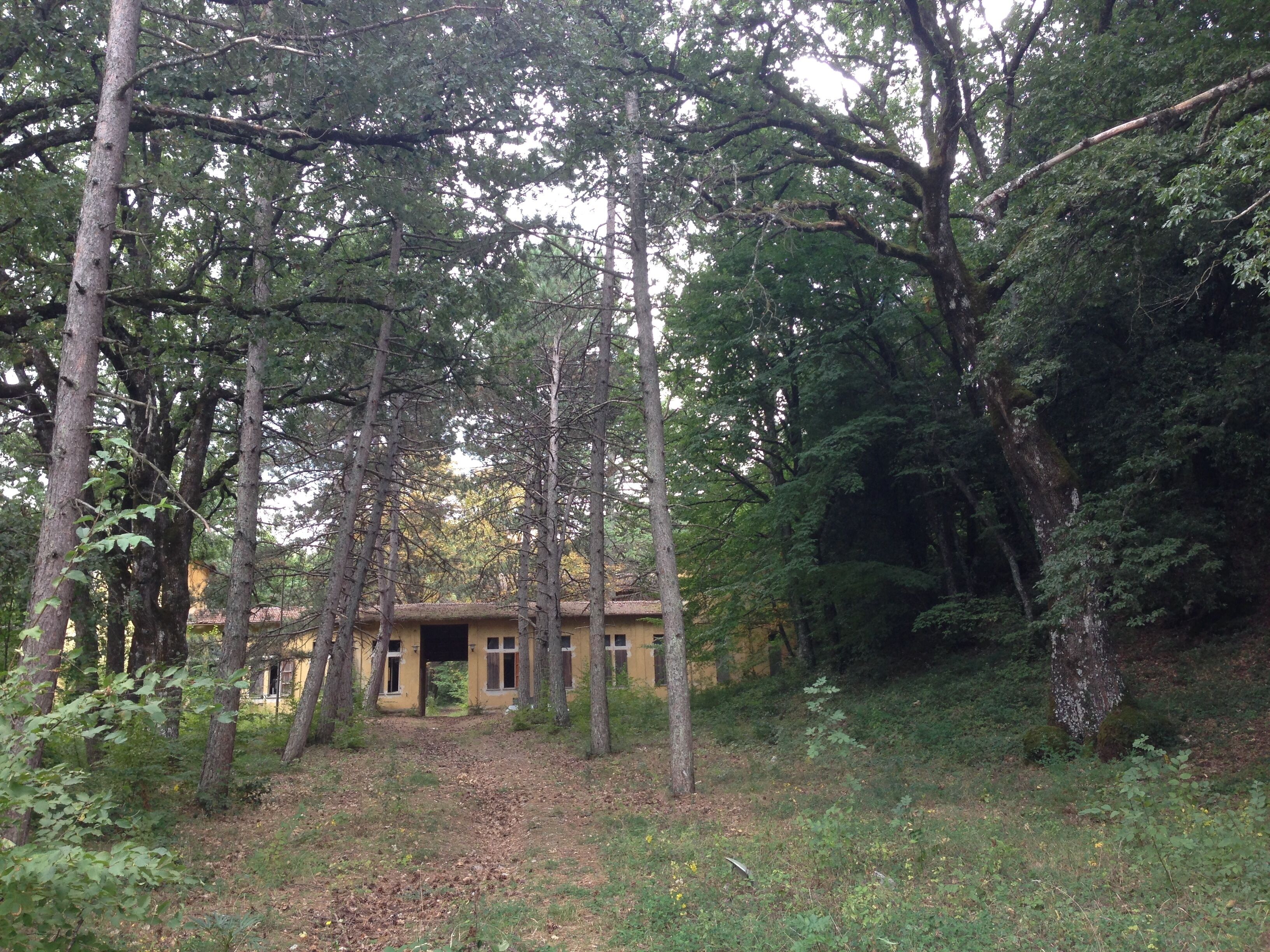 A forest with tall trees and a yellow building surrounded by greenery.