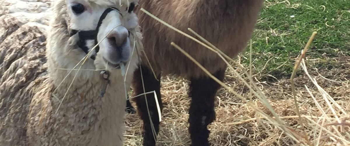 Two llamas in a fenced enclosure with a grassy area and a building in the background.