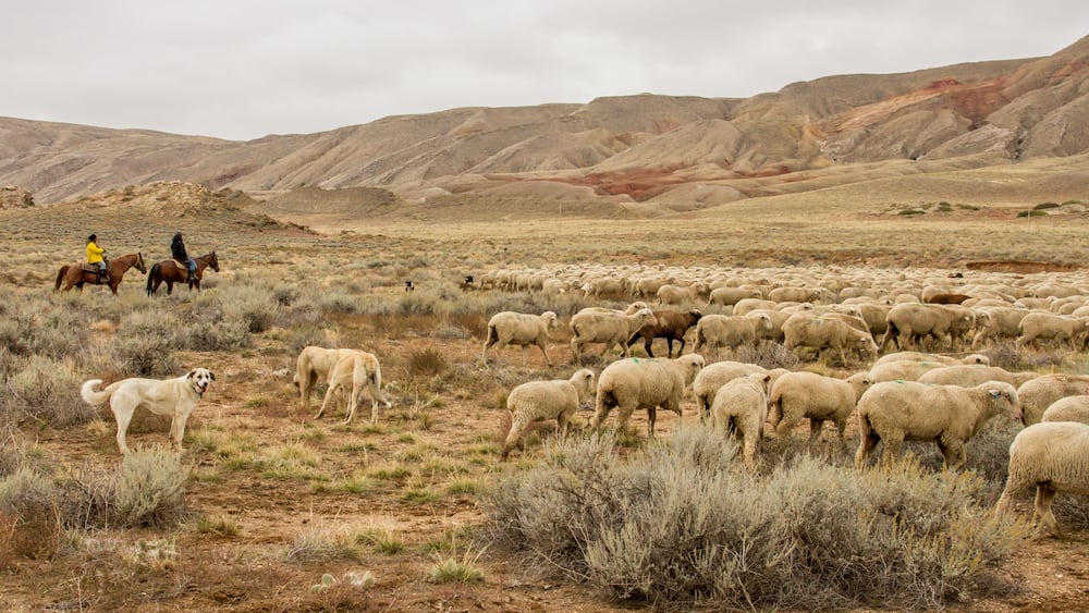 Livestock guardian dogs on the edge of the sheep bands as they trail across open range.