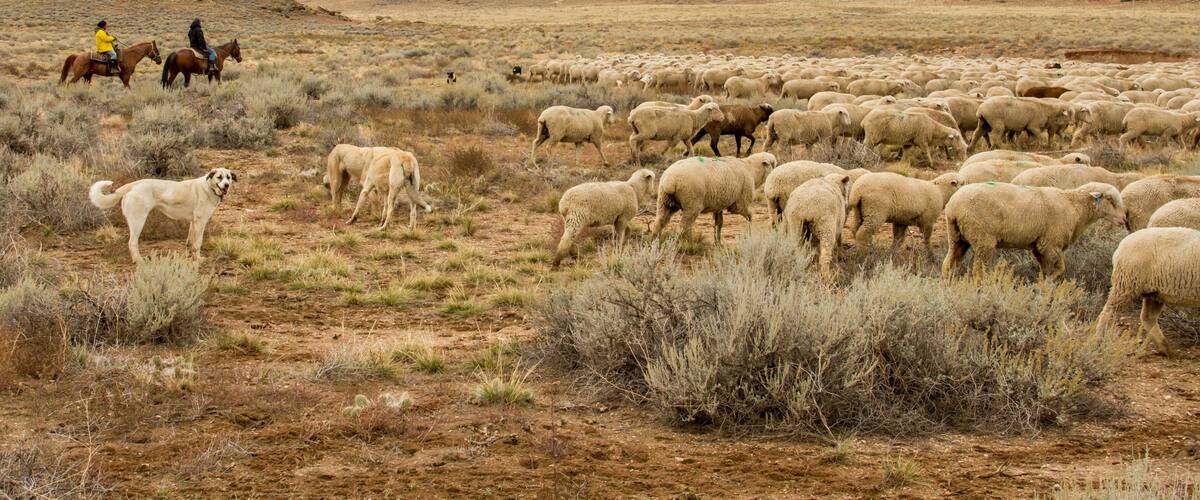Livestock guardian dogs on the edge of the sheep bands as they trail across open range.
