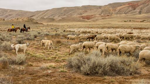Livestock guardian dogs on the edge of the sheep bands as they trail across open range.