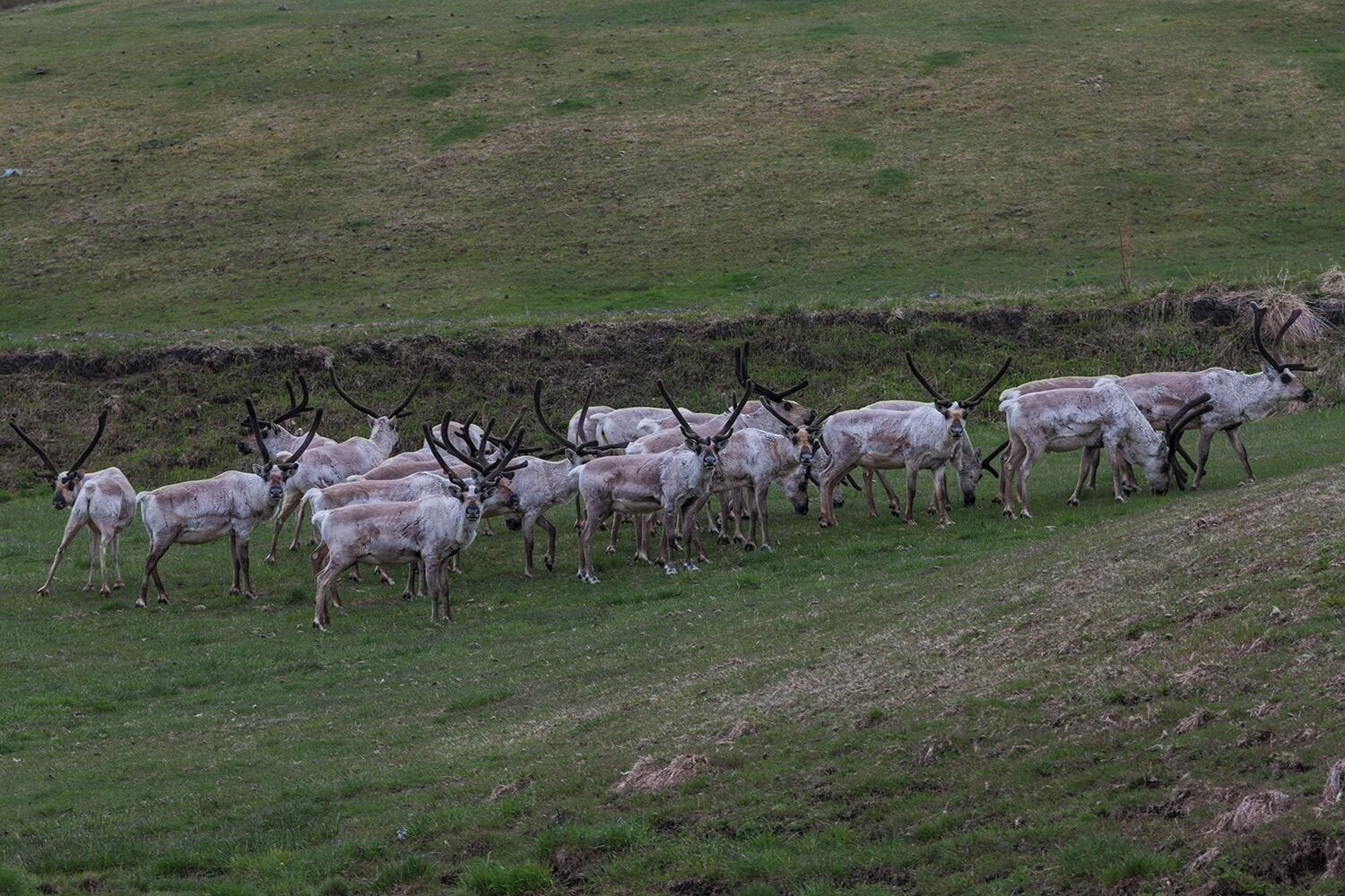 Raindeer! They are only on the east coast of Iceland. They were introduced here a few hundred years ago and have done very well. As you see them they are getting rid of their winter coats, white, and trading them in for their summer coats, brown. 