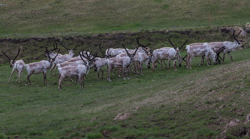 Raindeer! They are only on the east coast of Iceland. They were introduced here a few hundred years ago and have done very well. As you see them they are getting rid of their winter coats, white, and trading them in for their summer coats, brown.
