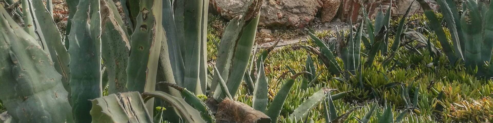 These beautiful remains of an old tower look out over Nerja beach