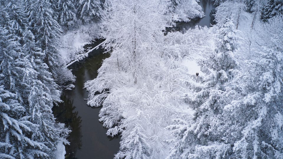 A snow-covered river surrounded by dense, snow-laden trees.
