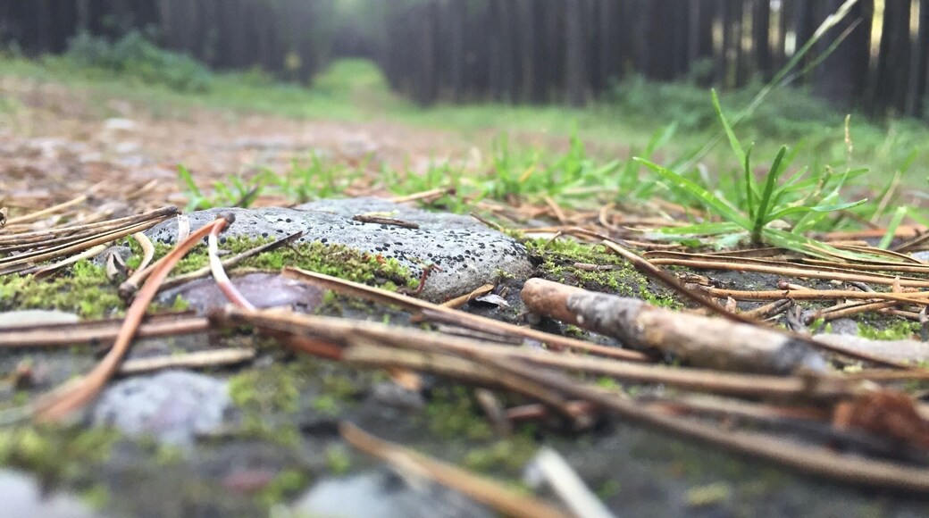 Photo op during a nice evening hike! Wasn't expecting to get this with the iPhone camera.. But hey!
#hike #forest #camping #ground #walking #rocks #greenery #trees