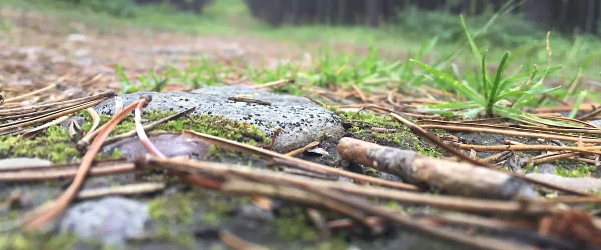 Photo op during a nice evening hike! Wasn't expecting to get this with the iPhone camera.. But hey!
#hike #forest #camping #ground #walking #rocks #greenery #trees