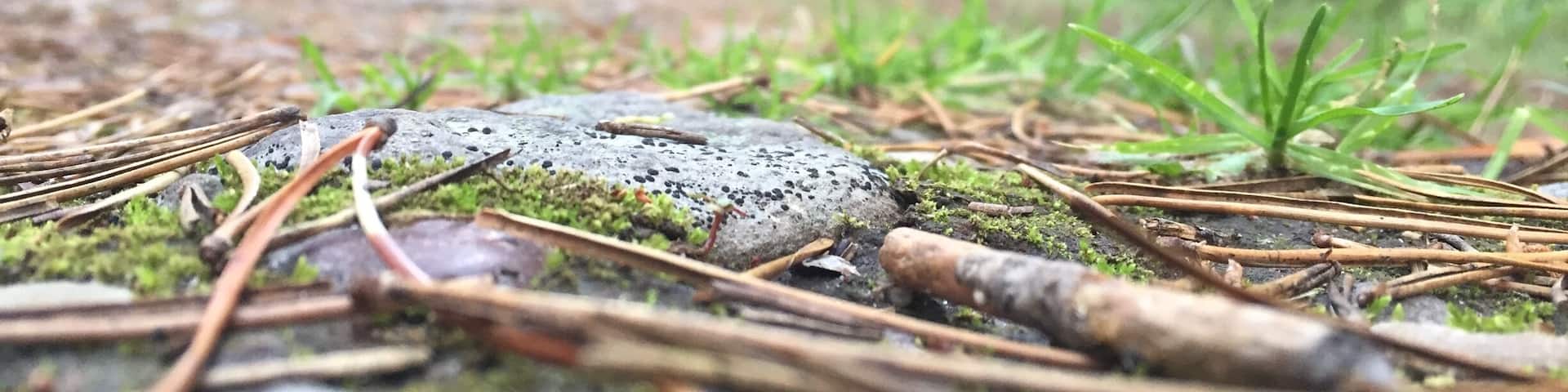 Photo op during a nice evening hike! Wasn't expecting to get this with the iPhone camera.. But hey!
#hike #forest #camping #ground #walking #rocks #greenery #trees